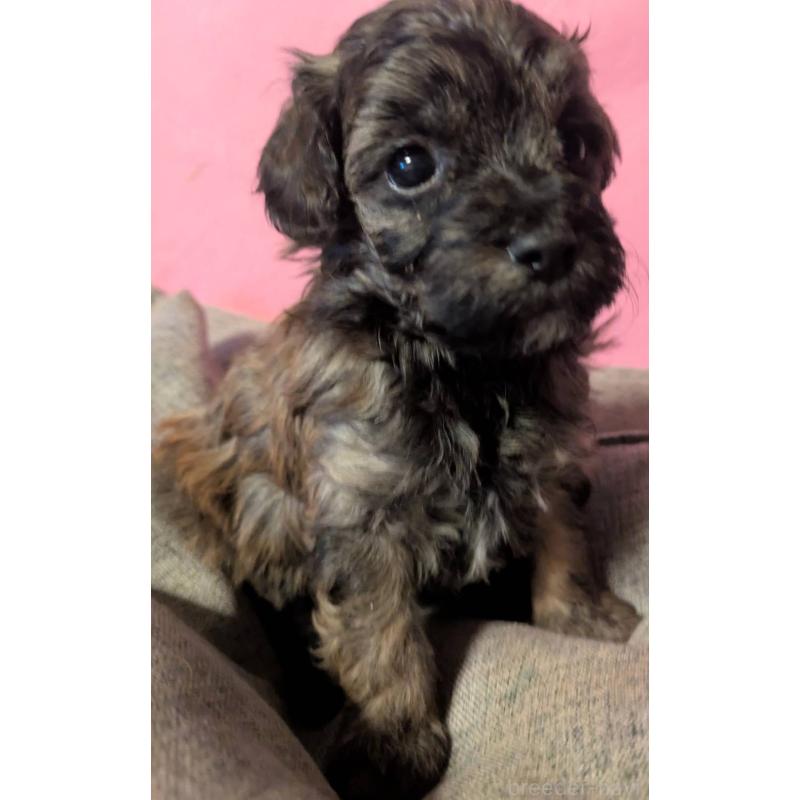 販売中の埼玉県のマルプー:マルチーズ×トイプードル-423322の6枚目