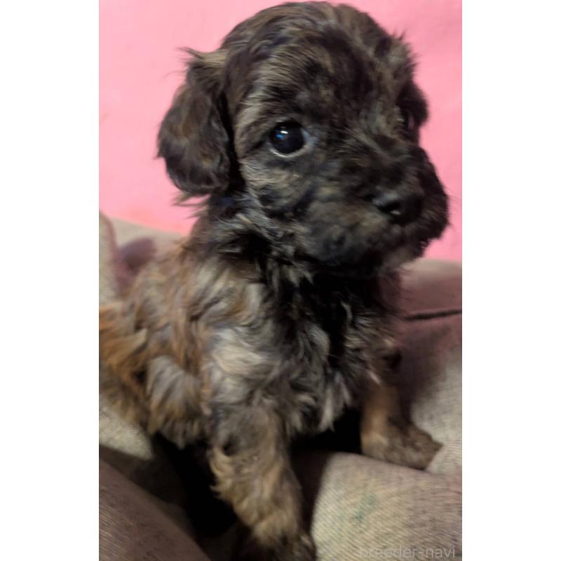 販売中の埼玉県のマルプー:マルチーズ×トイプードル-423322の5枚目