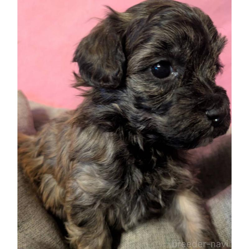 販売中の埼玉県のマルプー:マルチーズ×トイプードル-423322の4枚目