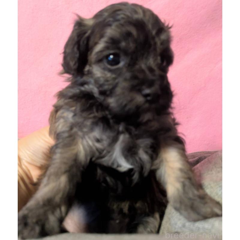 販売中の埼玉県のマルプー:マルチーズ×トイプードル-423322の3枚目