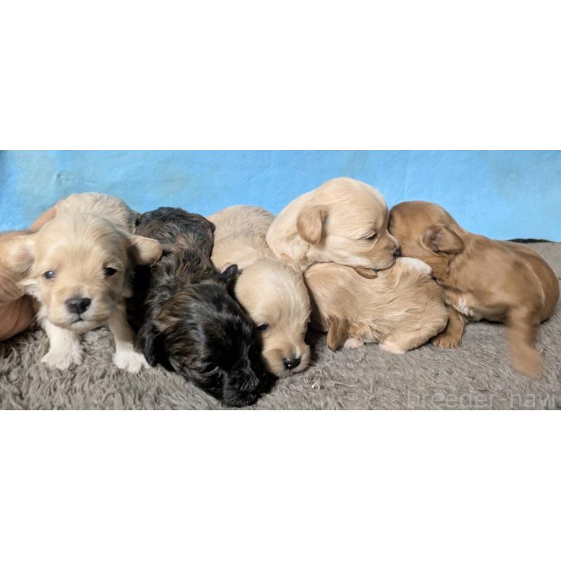 販売中の埼玉県のマルプー:マルチーズ×トイプードル-423322の2枚目