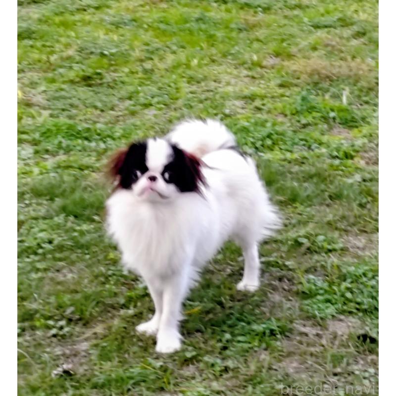 販売中の愛媛県の狆 (チン)-423320の4枚目