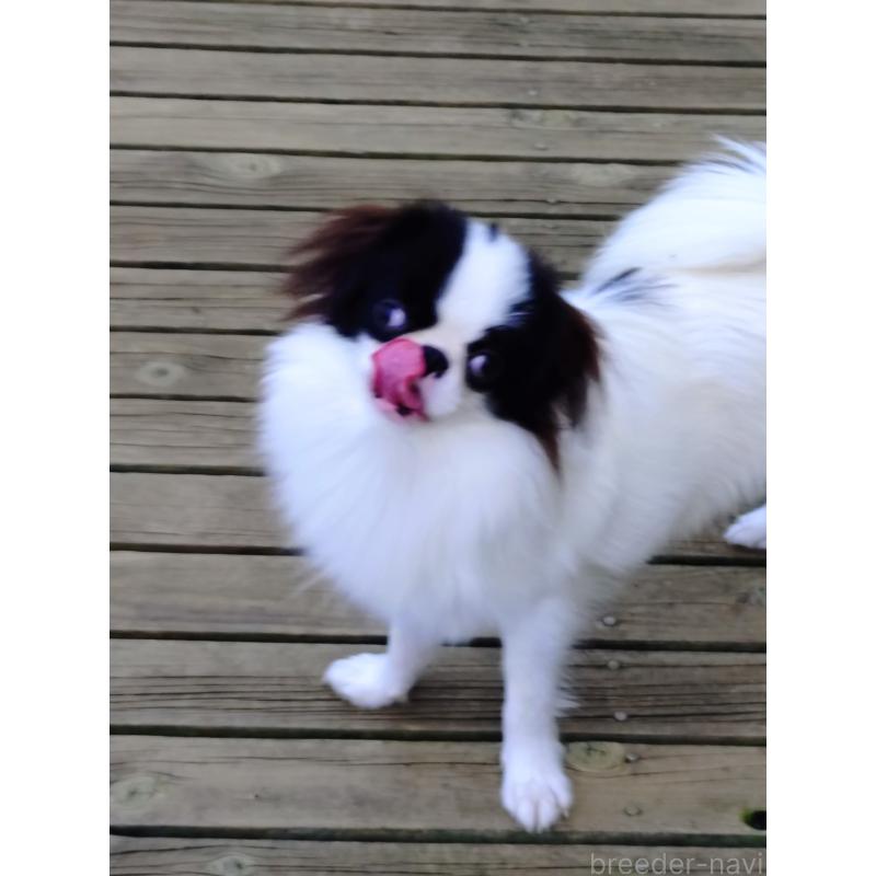 販売中の愛媛県の狆 (チン)-423320の3枚目