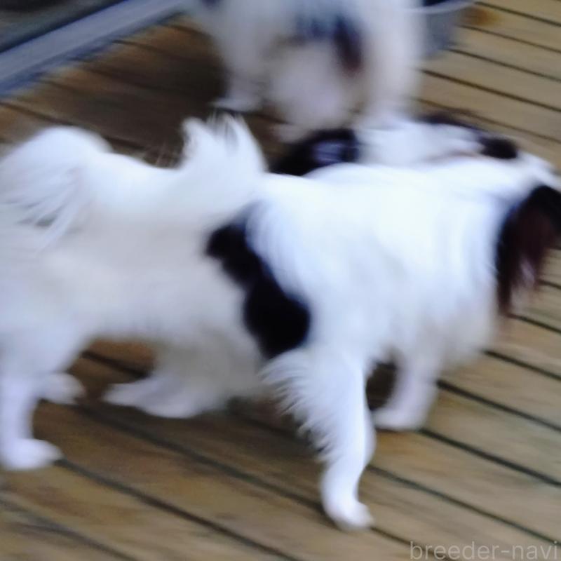 販売中の愛媛県の狆 (チン)-423320の2枚目