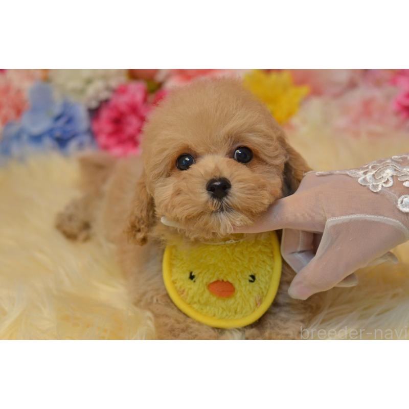 販売中の埼玉県のミックス犬-413224の23枚目