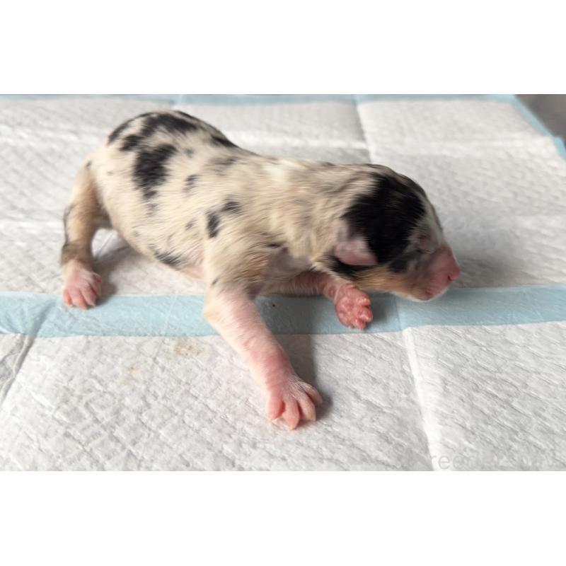 販売中の山梨県のオーストラリアンシェパード-423317の3枚目