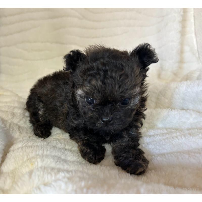 販売中の京都府のチワプー:チワワ×トイプードル-423318の7枚目