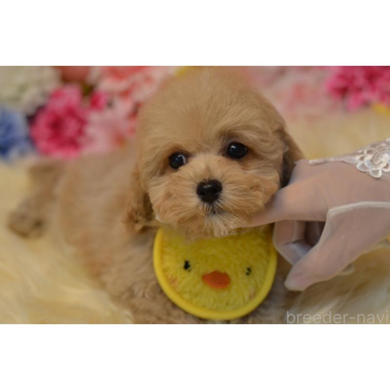 販売中の埼玉県のミックス犬-413224の22枚目