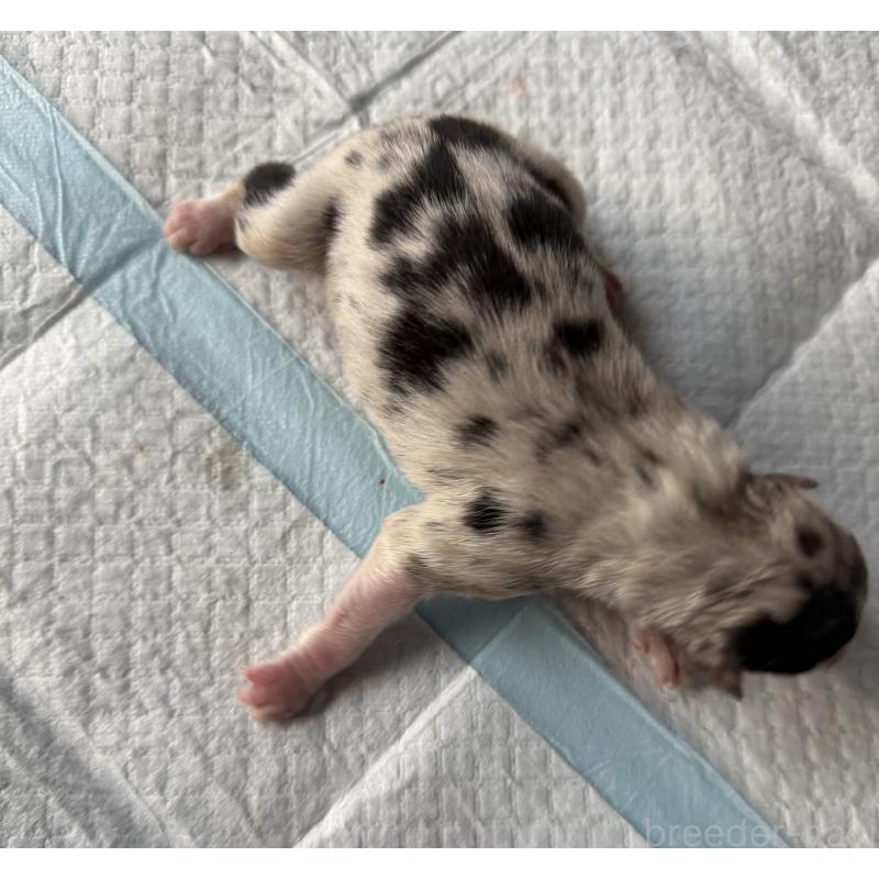 販売中の山梨県のオーストラリアンシェパード-423317の2枚目