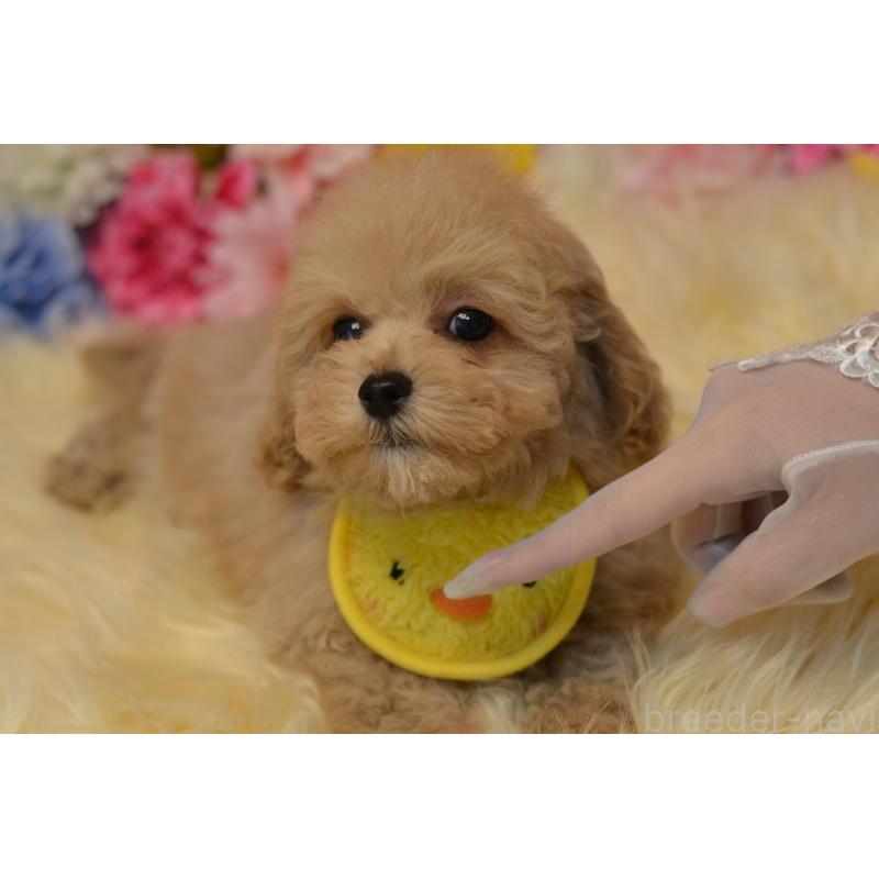 販売中の埼玉県のミックス犬-413224の21枚目