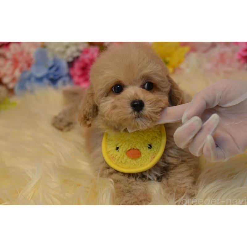 販売中の埼玉県のミックス犬-413224の20枚目