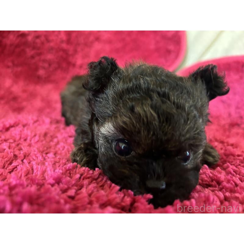 販売中の京都府のチワプー:チワワ×トイプードル-423318の6枚目