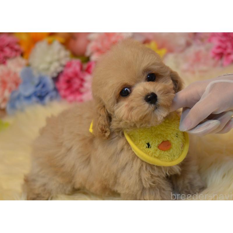 販売中の埼玉県のミックス犬-413224の19枚目