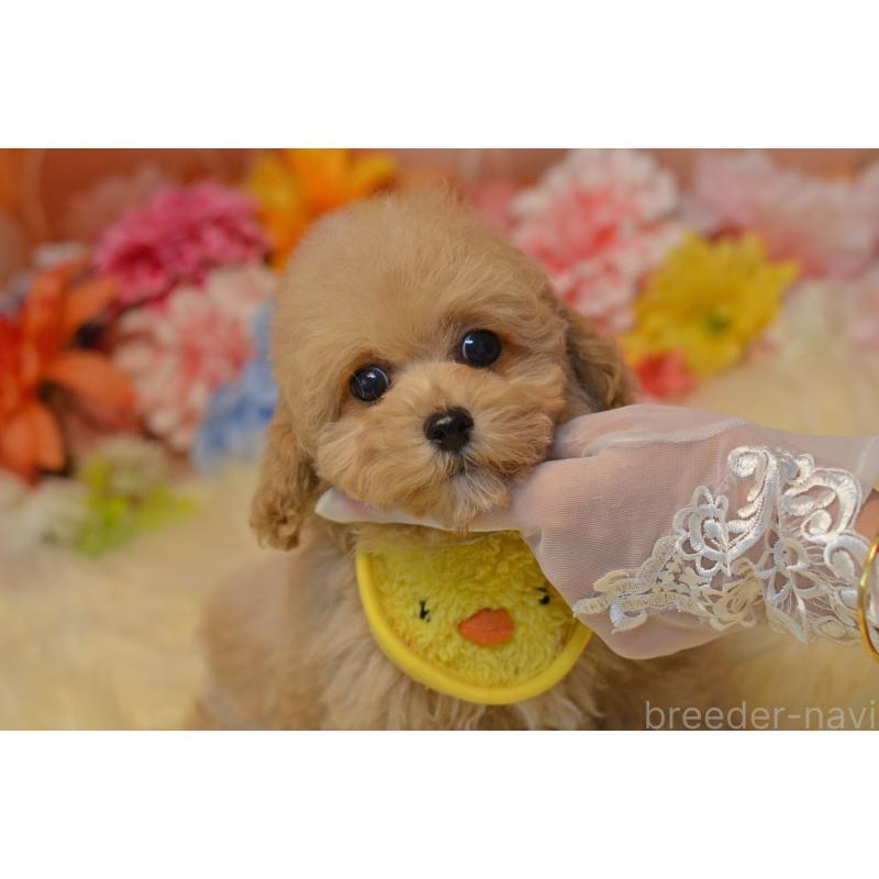 販売中の埼玉県のミックス犬-413224の18枚目