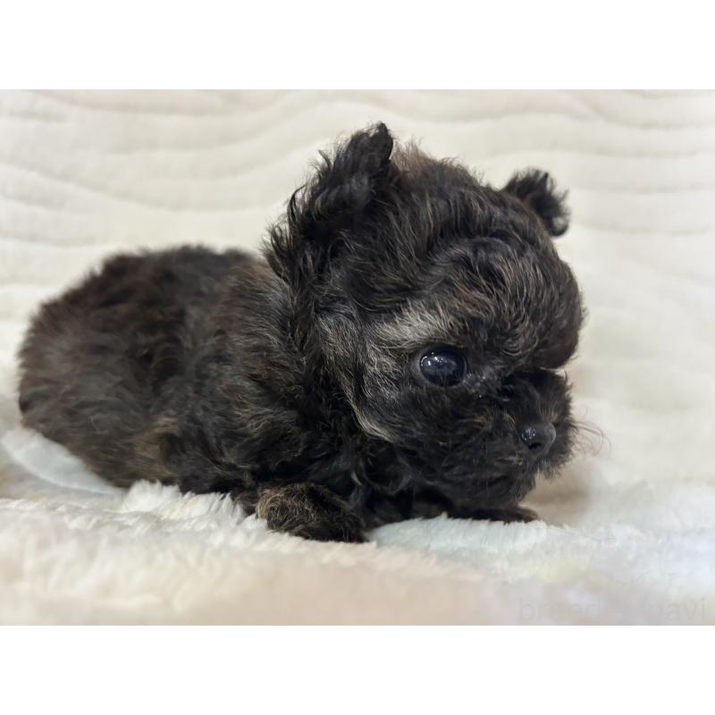 販売中の京都府のチワプー:チワワ×トイプードル-423318の5枚目