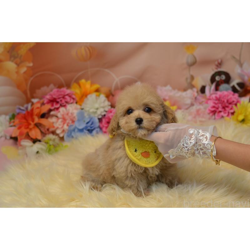 販売中の埼玉県のミックス犬-413224の17枚目