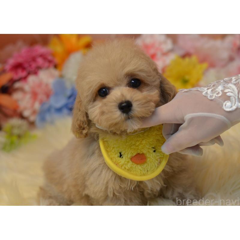 販売中の埼玉県のミックス犬-413224の16枚目