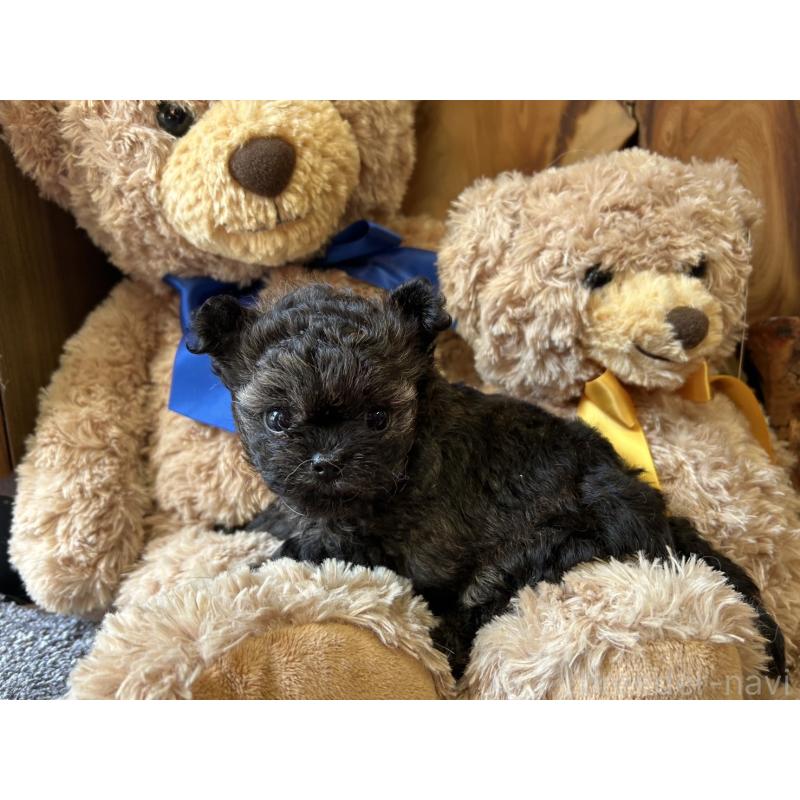 販売中の京都府のチワプー:チワワ×トイプードル-423318の4枚目