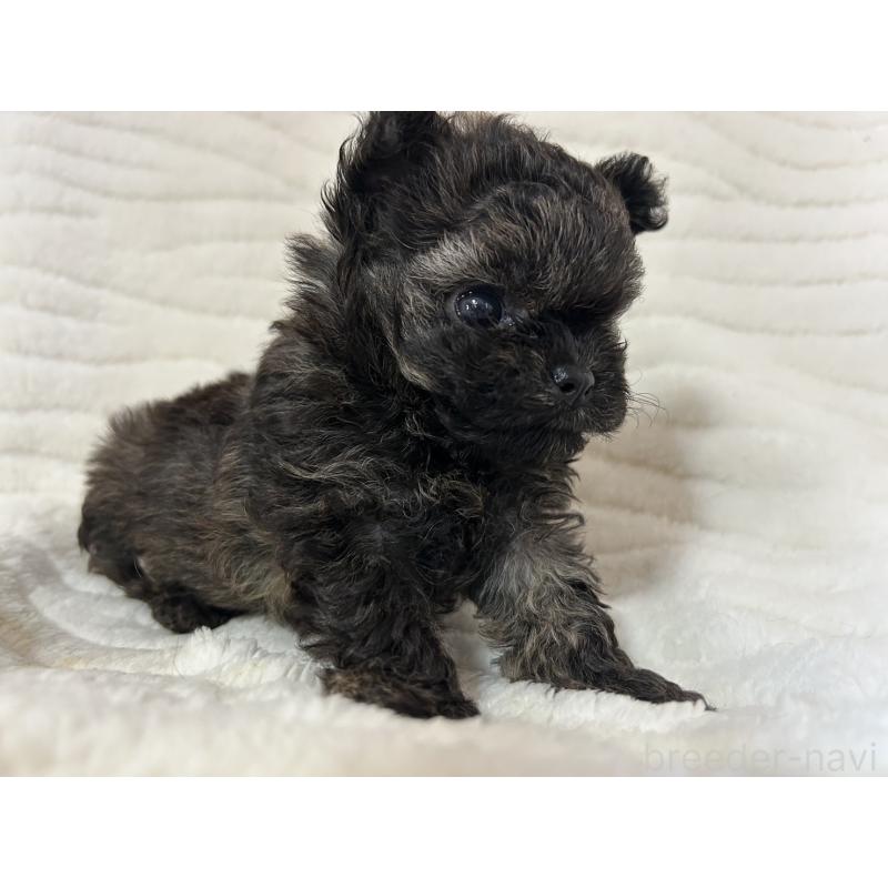 販売中の京都府のチワプー:チワワ×トイプードル-423318の3枚目
