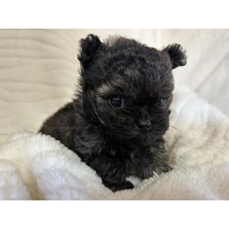 販売中の京都府のチワプー:チワワ×トイプードル-423318の2枚目