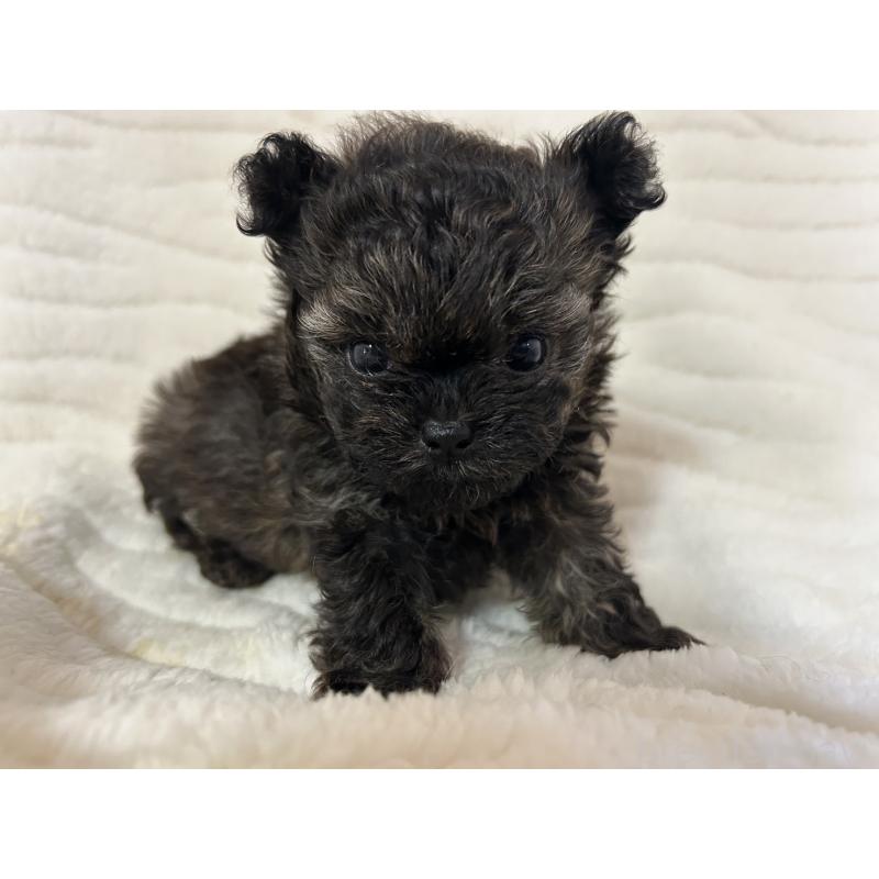 販売中の京都府のチワプー:チワワ×トイプードル-423318の1枚目