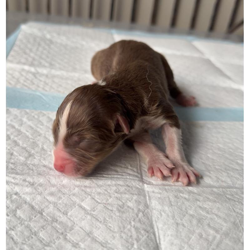 販売中の山梨県のオーストラリアンシェパード-423319の3枚目