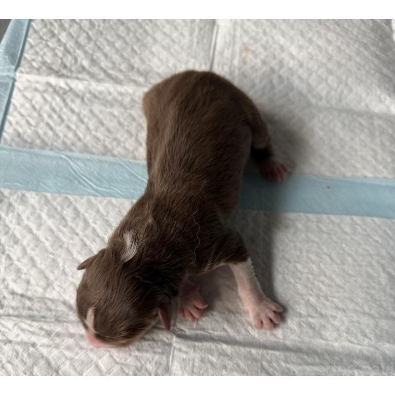 販売中の山梨県のオーストラリアンシェパード-423319の2枚目