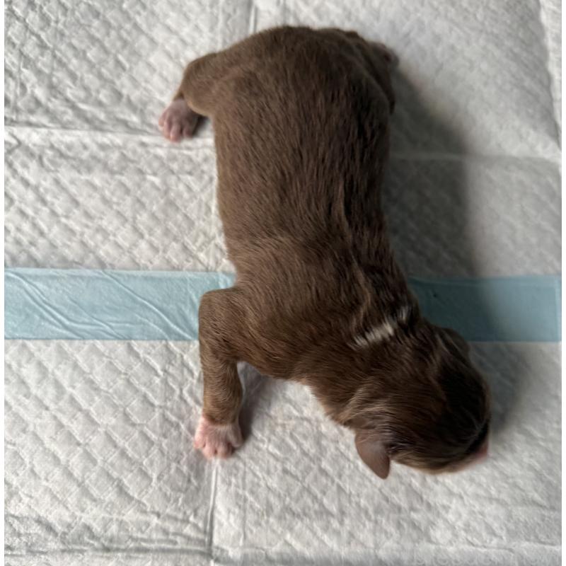 販売中の山梨県のオーストラリアンシェパード-423321の3枚目