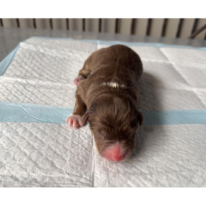 販売中の山梨県のオーストラリアンシェパード-423321の2枚目