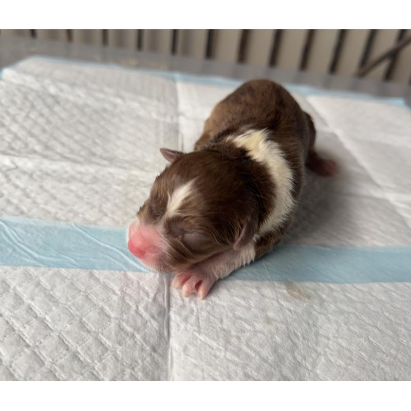 販売中の山梨県のオーストラリアンシェパード-423323の2枚目