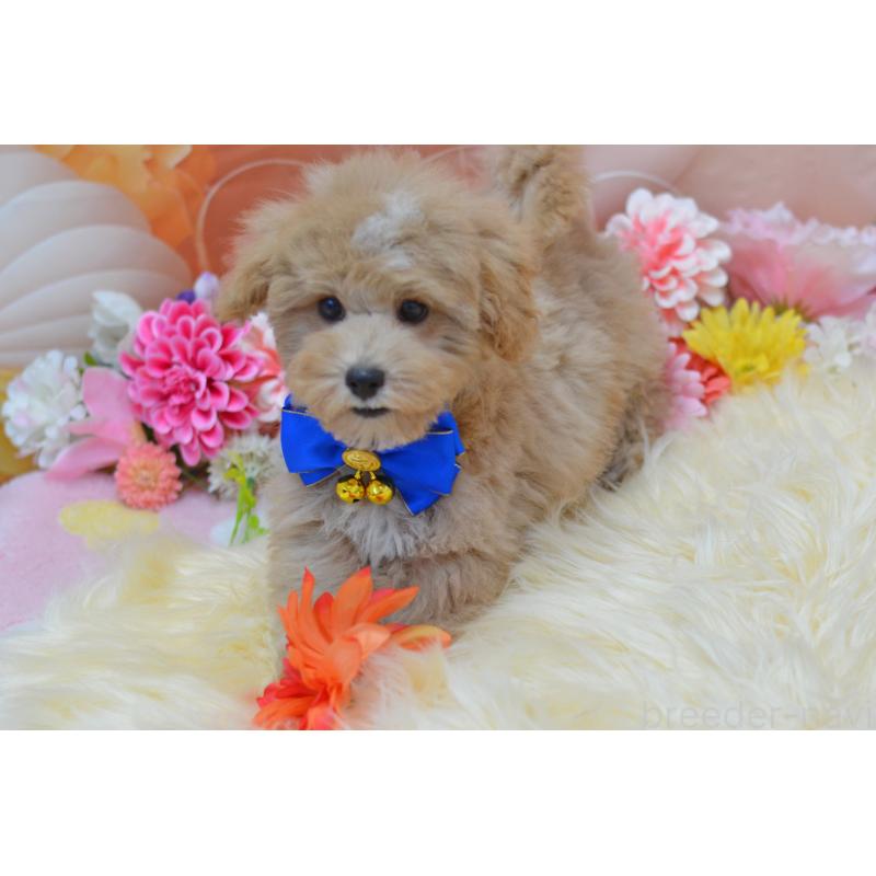 販売中の埼玉県のミックス犬-413125の28枚目