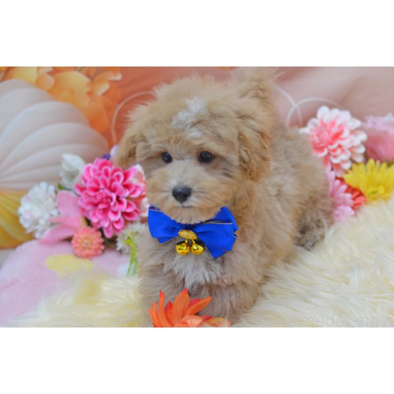 販売中の埼玉県のミックス犬-413125の26枚目