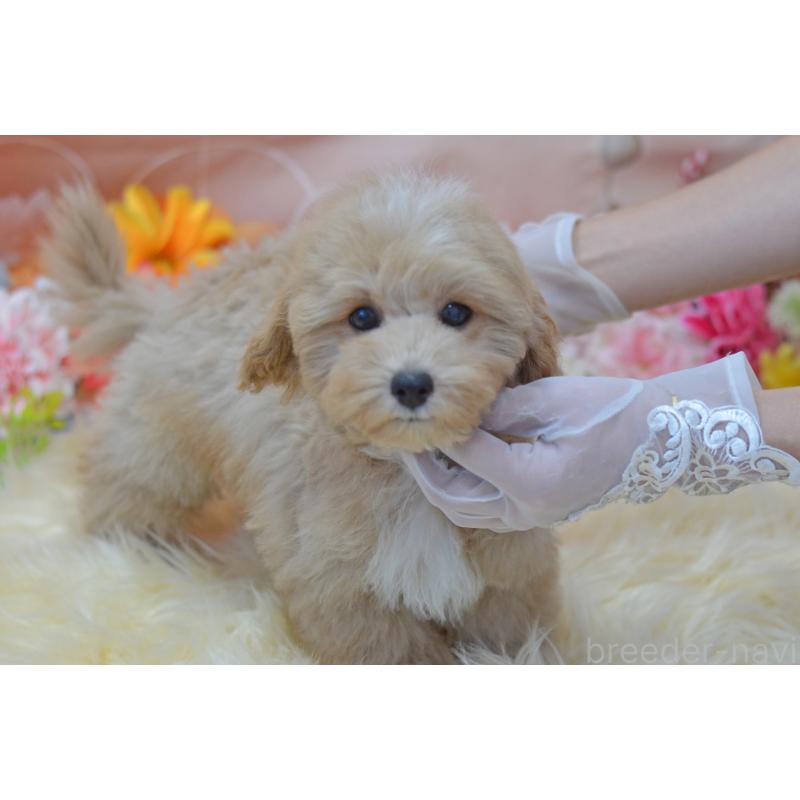 販売中の埼玉県のミックス犬-413125の25枚目