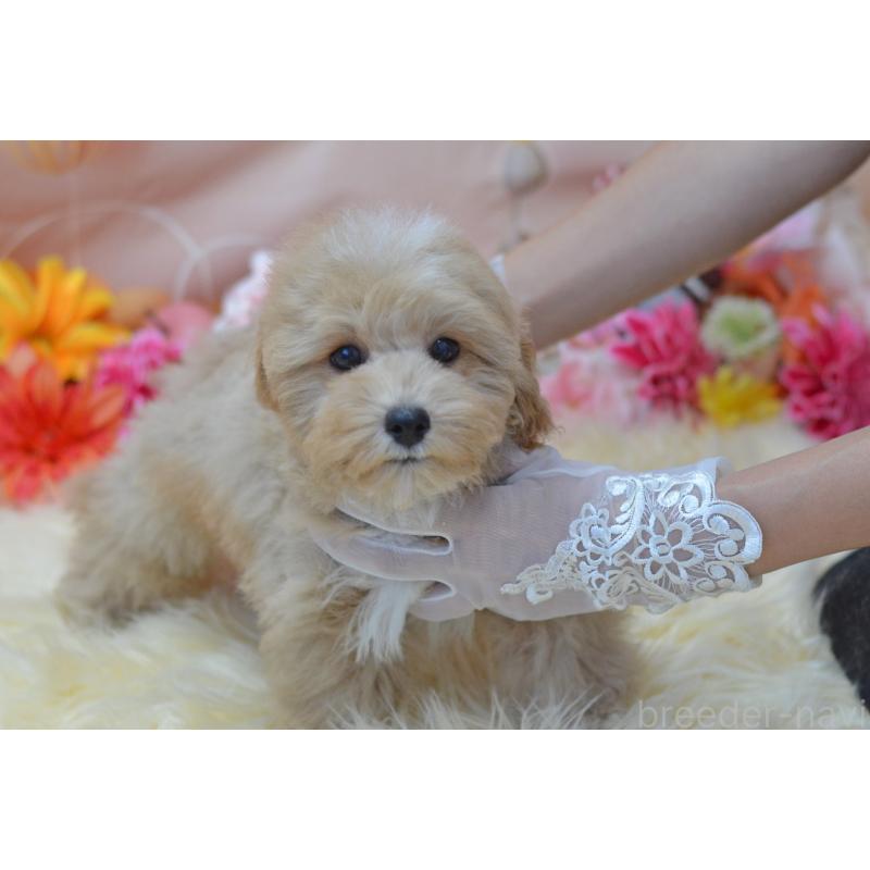 販売中の埼玉県のミックス犬-413125の24枚目