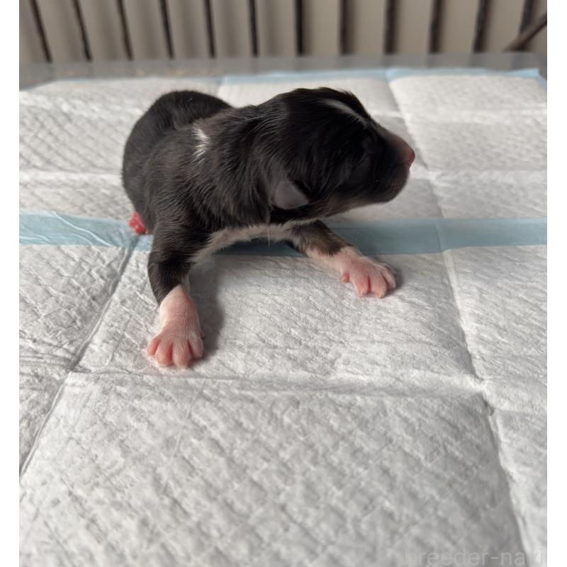 販売中の山梨県のオーストラリアンシェパード-423324の3枚目