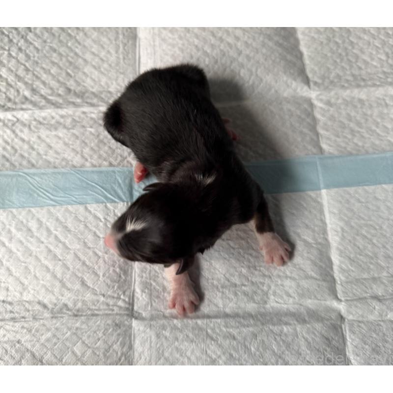 販売中の山梨県のオーストラリアンシェパード-423324の2枚目