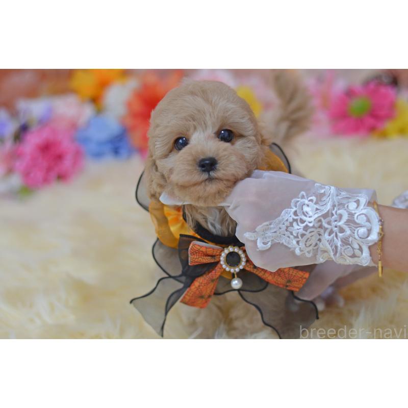 成約済の埼玉県のミックス犬-413226の34枚目