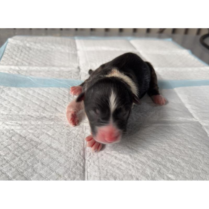 販売中の山梨県のオーストラリアンシェパード-423325の3枚目