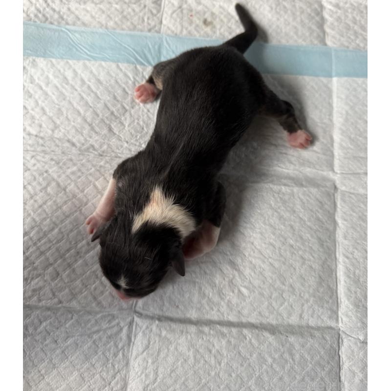 販売中の山梨県のオーストラリアンシェパード-423325の2枚目