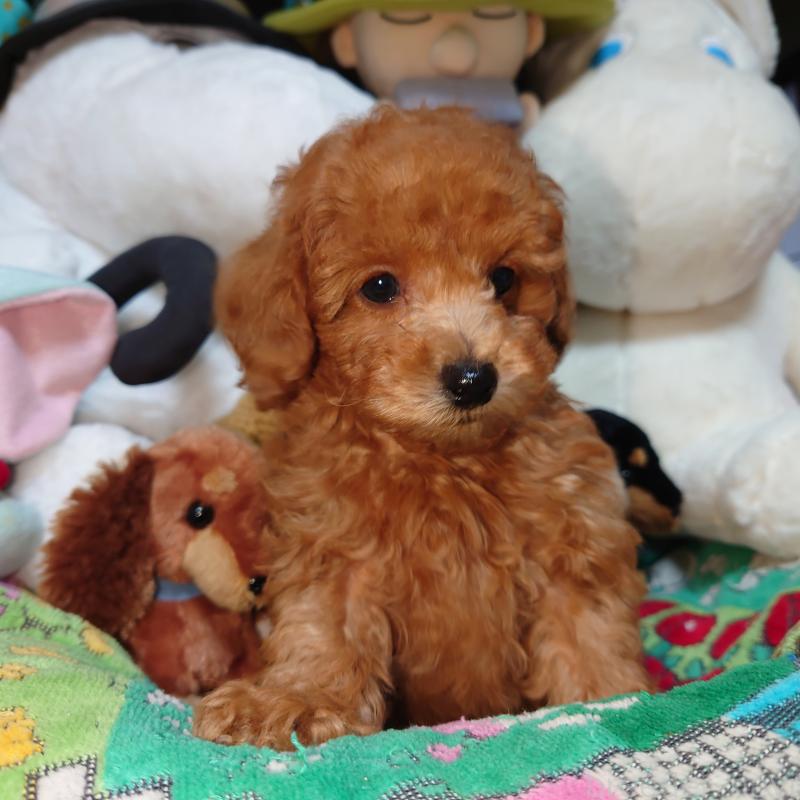 販売中の福岡県のトイプードル-419588の8枚目