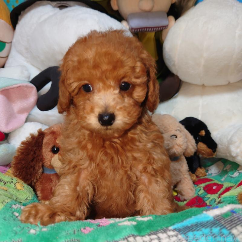 販売中の福岡県のトイプードル-419588の7枚目