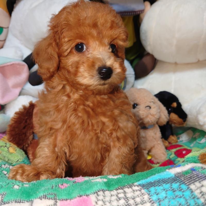 販売中の福岡県のトイプードル-419588の6枚目