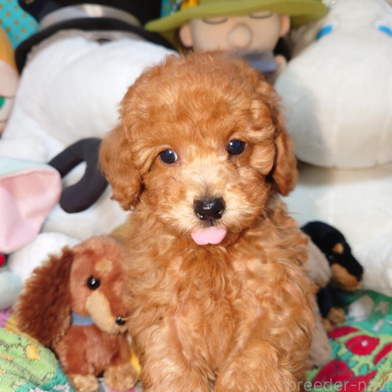 販売中の福岡県のトイプードル-419588の5枚目