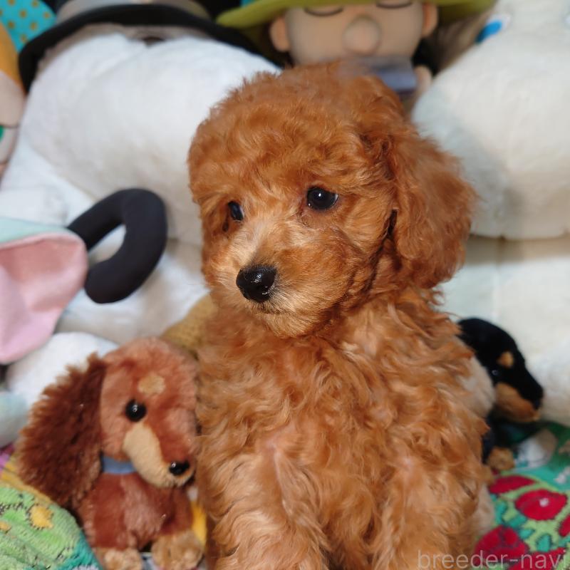 販売中の福岡県のトイプードル-419588の4枚目