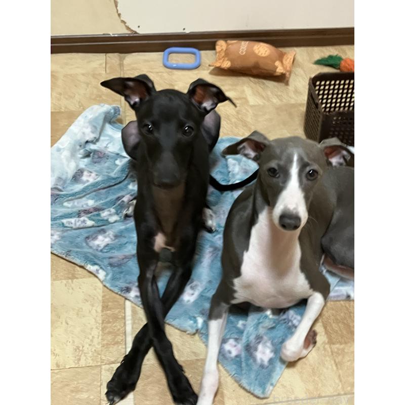 販売中の滋賀県のイタリアングレーハウンド(イタグレ)-393796の4枚目