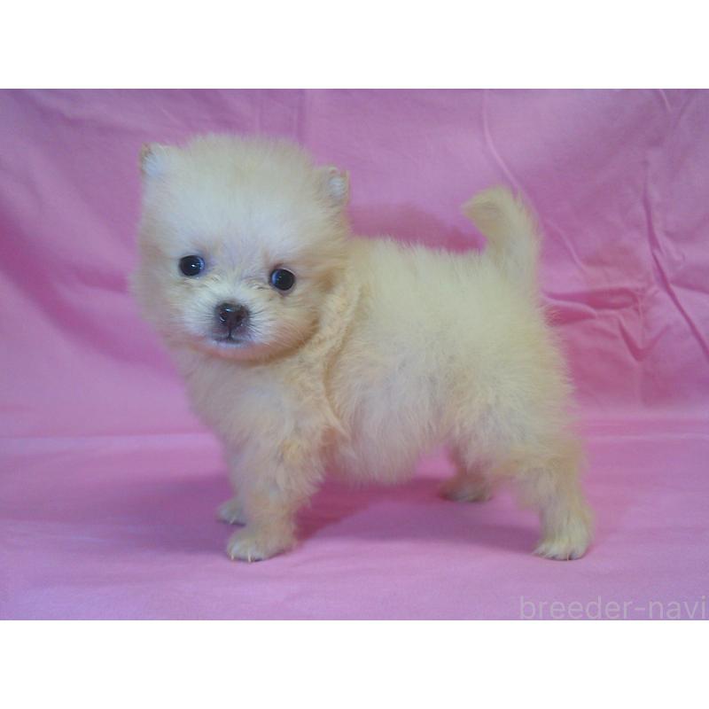 販売中の茨城県のポメラニアン-422524