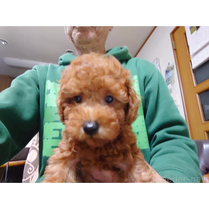 販売中の福岡県のトイプードル-419736の10枚目