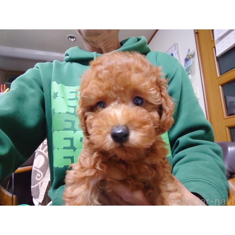 販売中の福岡県のトイプードル-419736の9枚目