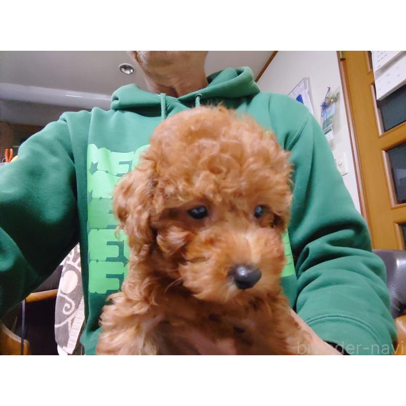 販売中の福岡県のトイプードル-419736の8枚目