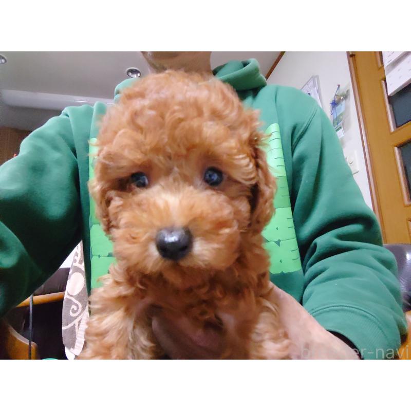 販売中の福岡県のトイプードル-419736の7枚目